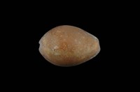 藏品(紫花寶螺)的圖片